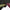 Katana Golden Torrent Kobuse Blade Kogane Shizuku Koshirae 金流 | TangGu Sword United States 2026